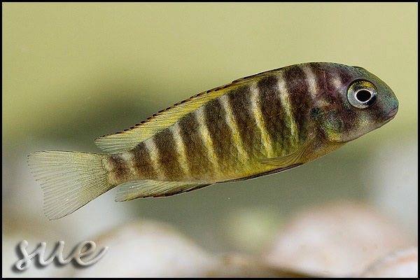 Tropheus brichardi 'Kigoma'